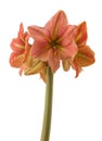 Hippeastrum (amaryllis) \