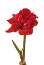 Hippeastrum (amaryllis) \