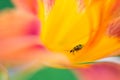 Hippeastrum with bug