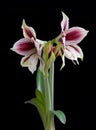 Hippeastrum cybister hybrid