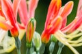 Hippeastrum cybister hybrid flower