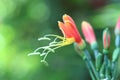 Hippeastrum cybister hybrid