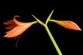 Hippeastrum flower