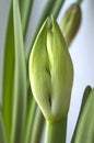 Amaryllis flower bud growing on window sill Royalty Free Stock Photo