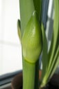Hippeastrum flower bud growing on window sill Royalty Free Stock Photo