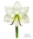 Hippeastrum watercolor flower in front view