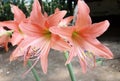 Hippeastrum flower from Thailand Royalty Free Stock Photo