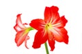 Hippeastrum flowers