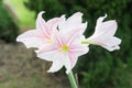 Hippeastrum flowers ,Flowers like lilies Is a beautiful romantic