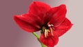 Hippeastrum flowers are red