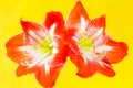 Hippeastrum flowers on a yellow background