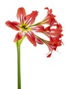 Hippeastrum Hybrid or Amaryllis flowers, Red amaryllis flowers isolated on white background, with clipping path Royalty Free Stock Photo