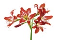 Hippeastrum Hybrid or Amaryllis flowers, Red amaryllis flowers isolated on white background, with clipping path Royalty Free Stock Photo