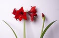 Hippeastrum Hybrid Red Flower Amaryllidaceae Budding Stem and Leaves Royalty Free Stock Photo