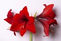 Hippeastrum Hybrid Red Flower Amaryllidaceae Royalty Free Stock Photo