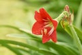 Hippeastrum johnsonii Bury Amaryllidaceae Flowers are planted in cold weather, decorated beautifully decorated home as a flower