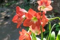 Hippeastrum johnsonii in nature