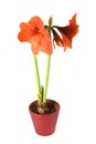 Hippeastrum mix