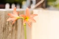 Hippeastrum puniceum , Barbados lily or AMARYLLIDACEAE with old rose flowers Royalty Free Stock Photo