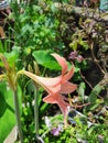 Hippeastrum puniceum flower stock photo Royalty Free Stock Photo