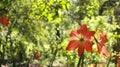 Hippeastrum puniceum in full bloom is very beautiful. Flowers on a Hippeastrum puniceum or Barbados lily growing in a garden Royalty Free Stock Photo