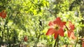 Hippeastrum puniceum in full bloom is very beautiful. Flowers on a Hippeastrum puniceum or Barbados lily growing in a garden Royalty Free Stock Photo