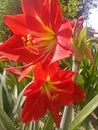 Hippeastrum puniceum Royalty Free Stock Photo