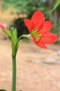 Hippeastrum red flower. Royalty Free Stock Photo