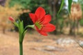 Hippeastrum red flower. Royalty Free Stock Photo