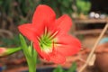 Hippeastrum red flower. Royalty Free Stock Photo