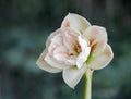 Hippeastrum rutilum Royalty Free Stock Photo