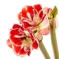 Hippeastrum