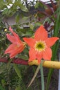 Hippeastrum striatum flower Royalty Free Stock Photo