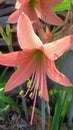 Hippeastrum striatum, flower, garden, blooming Royalty Free Stock Photo