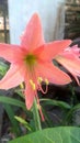 Hippeastrum striatum, flower, garden, nature, blooming Royalty Free Stock Photo