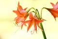 Hippeastrum striatum flower Royalty Free Stock Photo