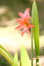 Hippeastrum striatum flower