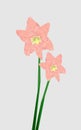 Hippeastrum striatum flower in Low Poly Royalty Free Stock Photo