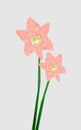 Hippeastrum striatum flower in Low Poly