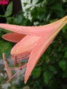 Hippeastrum striatum flower is very beautiful Royalty Free Stock Photo