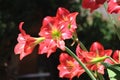 Hippeastrum striatum - Red and white striped Barbados Lily Royalty Free Stock Photo