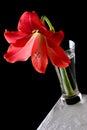 Hippeastrum in vase Royalty Free Stock Photo