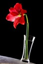 Hippeastrum in vase Royalty Free Stock Photo