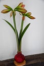 Single amaryllis wax bulb with two flower blossoms Royalty Free Stock Photo