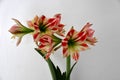 Beautiful red and white striped amaryllis flower