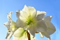 Blossom of white amaryllis against the sky Royalty Free Stock Photo