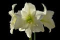 Blossom of white amaryllis on black Royalty Free Stock Photo