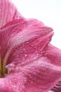 Hippeastrum Vittatum Royalty Free Stock Photo