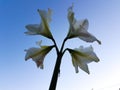 Hippeastrum vittatum,amaryllis flower in all its splendor with blue background in the garden