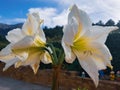 Hippeastrum vittatum,amaryllis flower in all its splendor with blue background in the garden